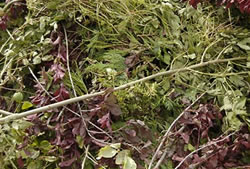 Skip Hire Bishops Stortford garden waste recycling